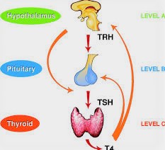 Thyrotropin-Releasing Hormone (TRH) and Thyrotropin-Providing Factor (TRF)